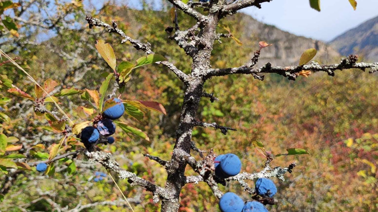 Photo of Outdoor in Biescas