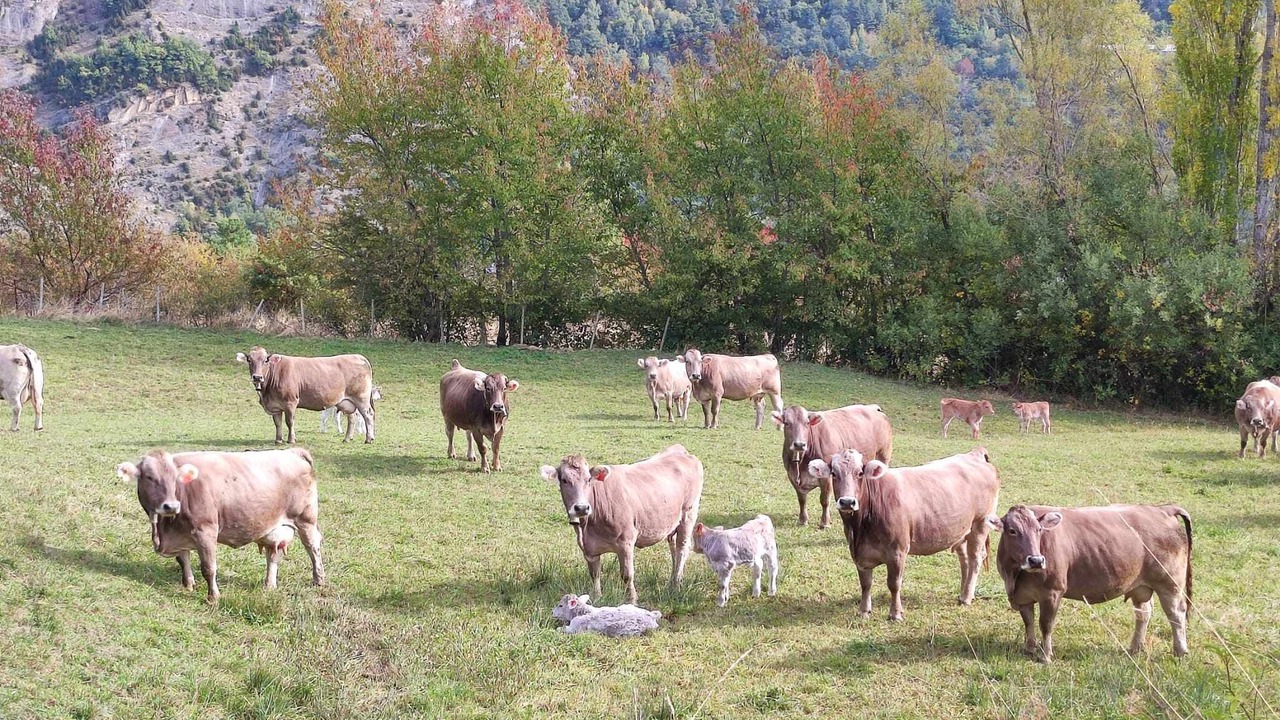 Photo of Outdoor in Biescas