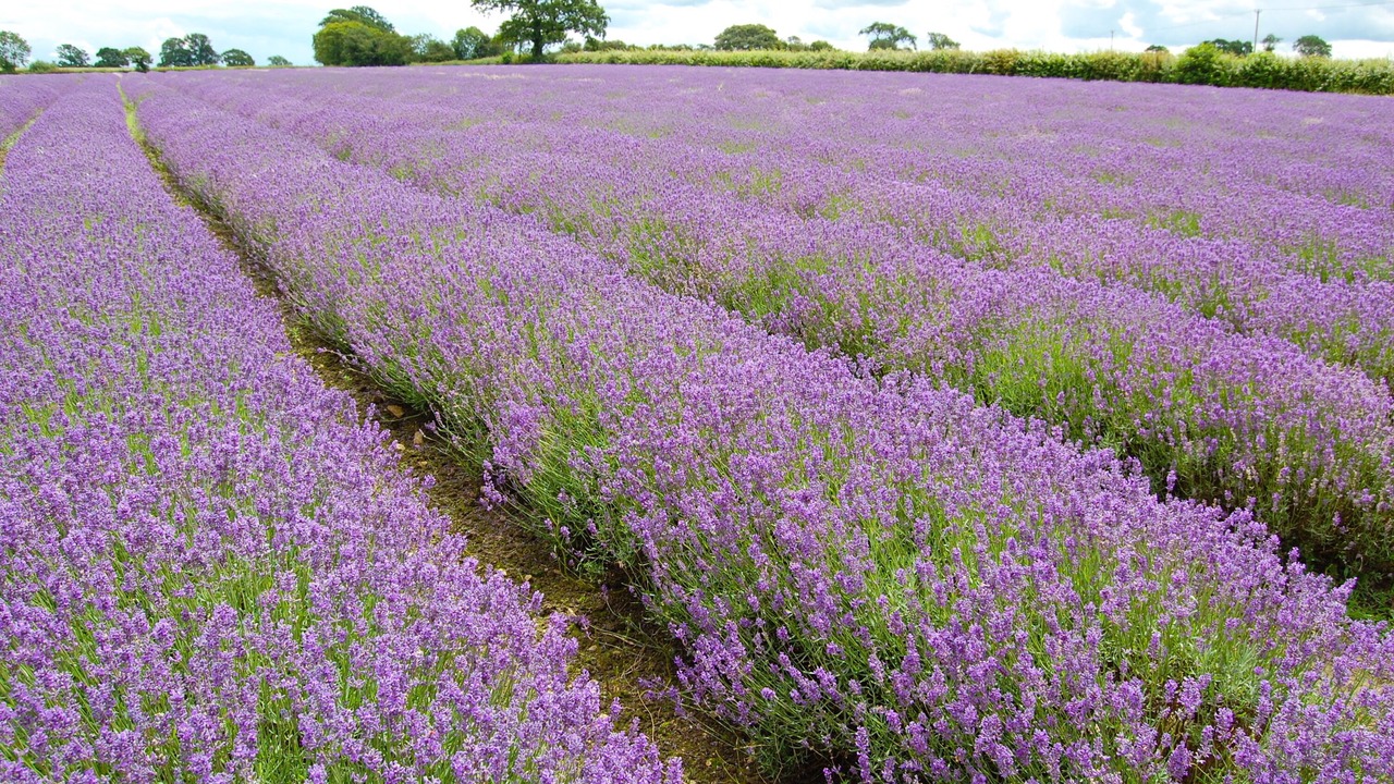Photo of Outdoor in Norton St. Philip