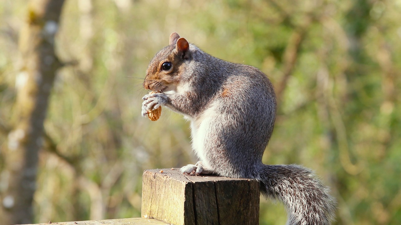 Photo of Outdoor in Norton St. Philip