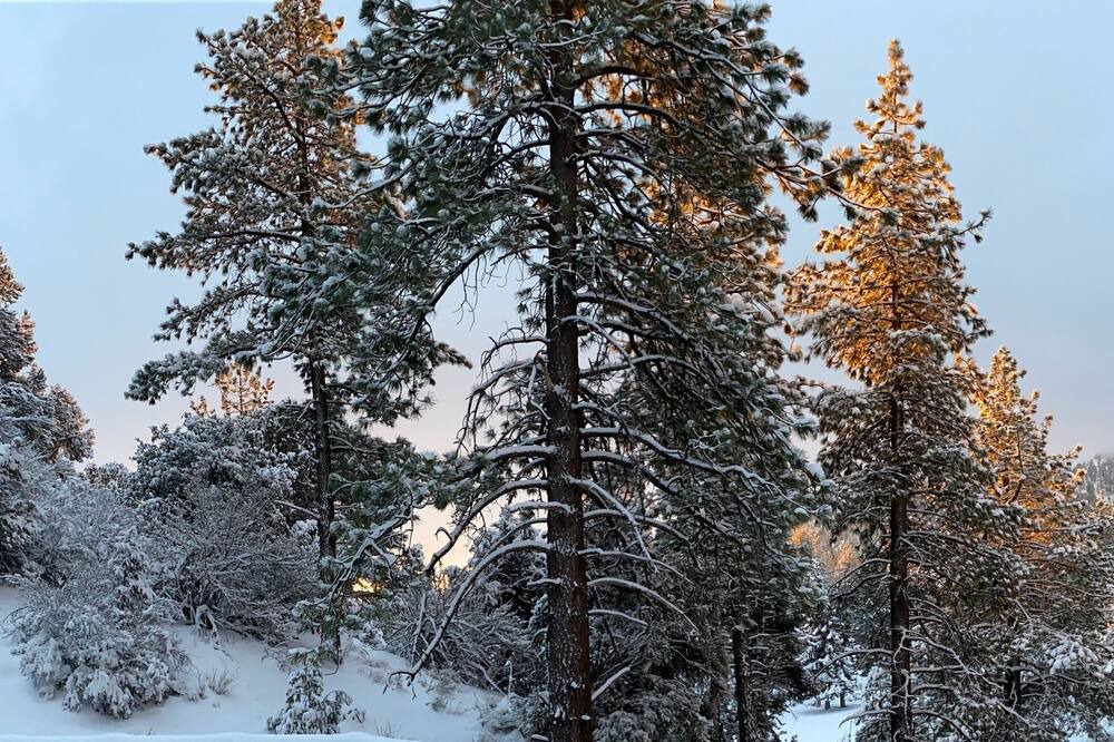 Photo of Others in Wrightwood
