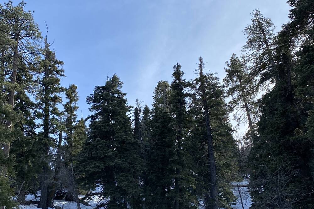 Photo of Others in Wrightwood