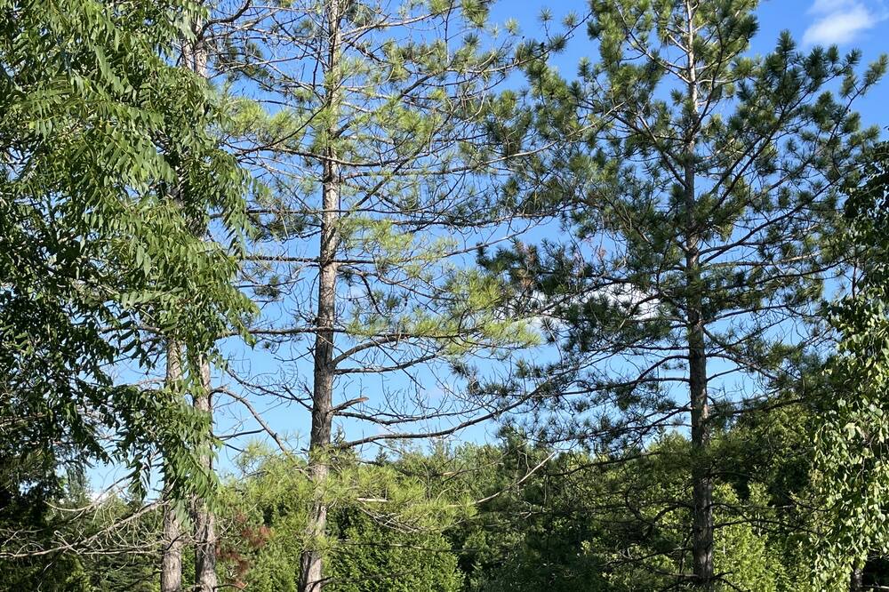 Photo of Outdoor in Grey Highlands