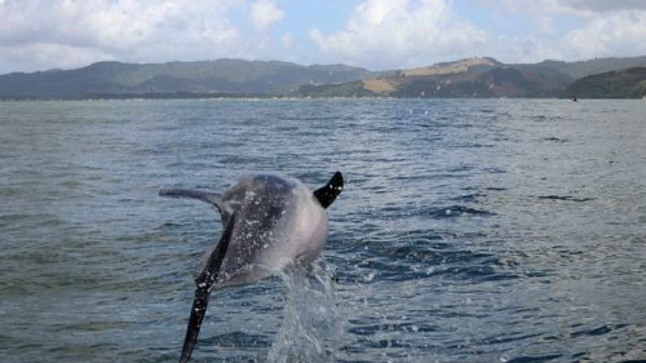 Photo of Others in Whitianga