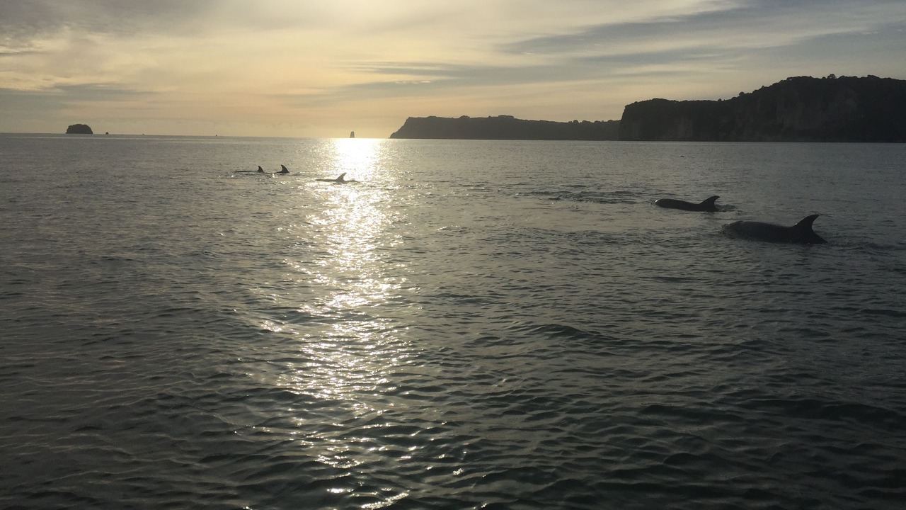 Photo of Others in Whitianga