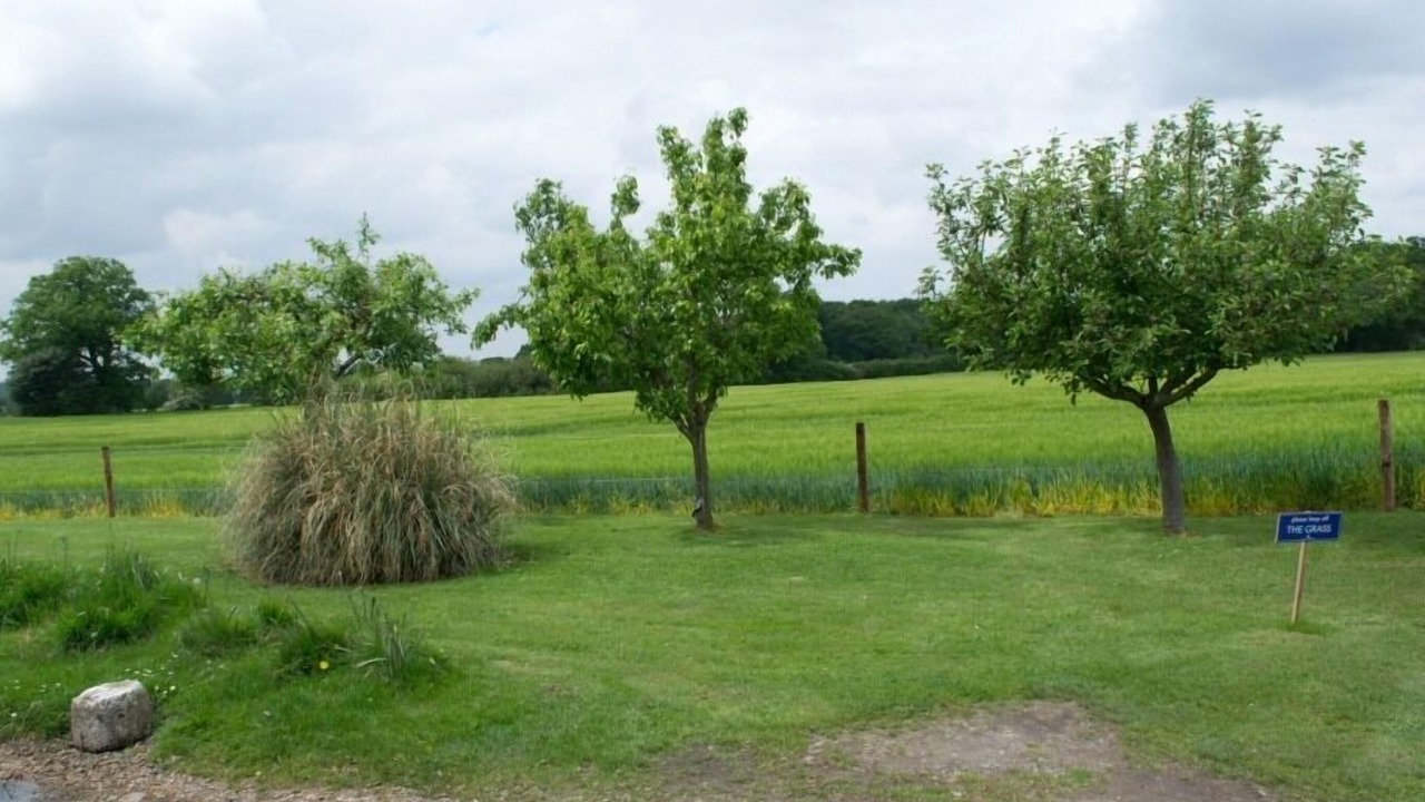 Photo of Others in Birch