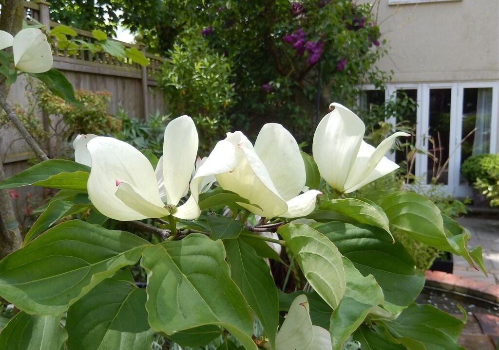 Photo of Outdoor in Stebbing