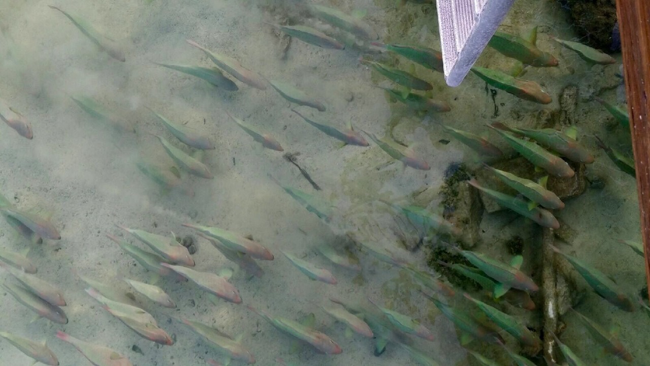 Photo of Others in Layton