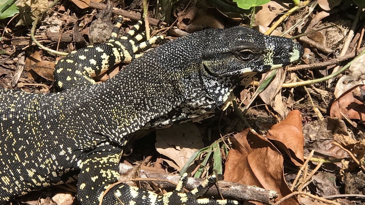 Photo of Others in Cow Bay