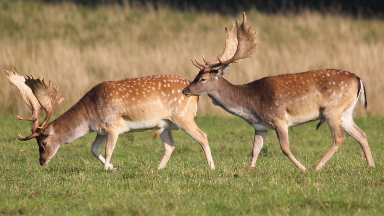 Photo of Others in Middelfart