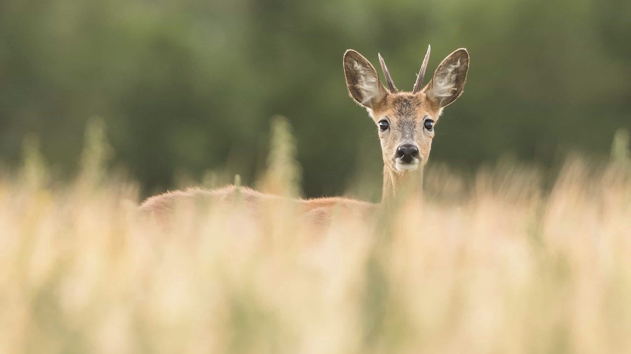 Photo of Outdoor in Middelfart