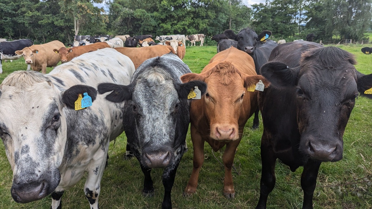 Photo of Others in Westbrook Court