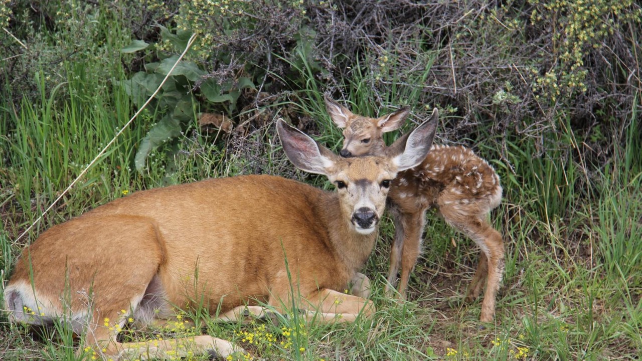 Photo of Outdoor in Winthrop