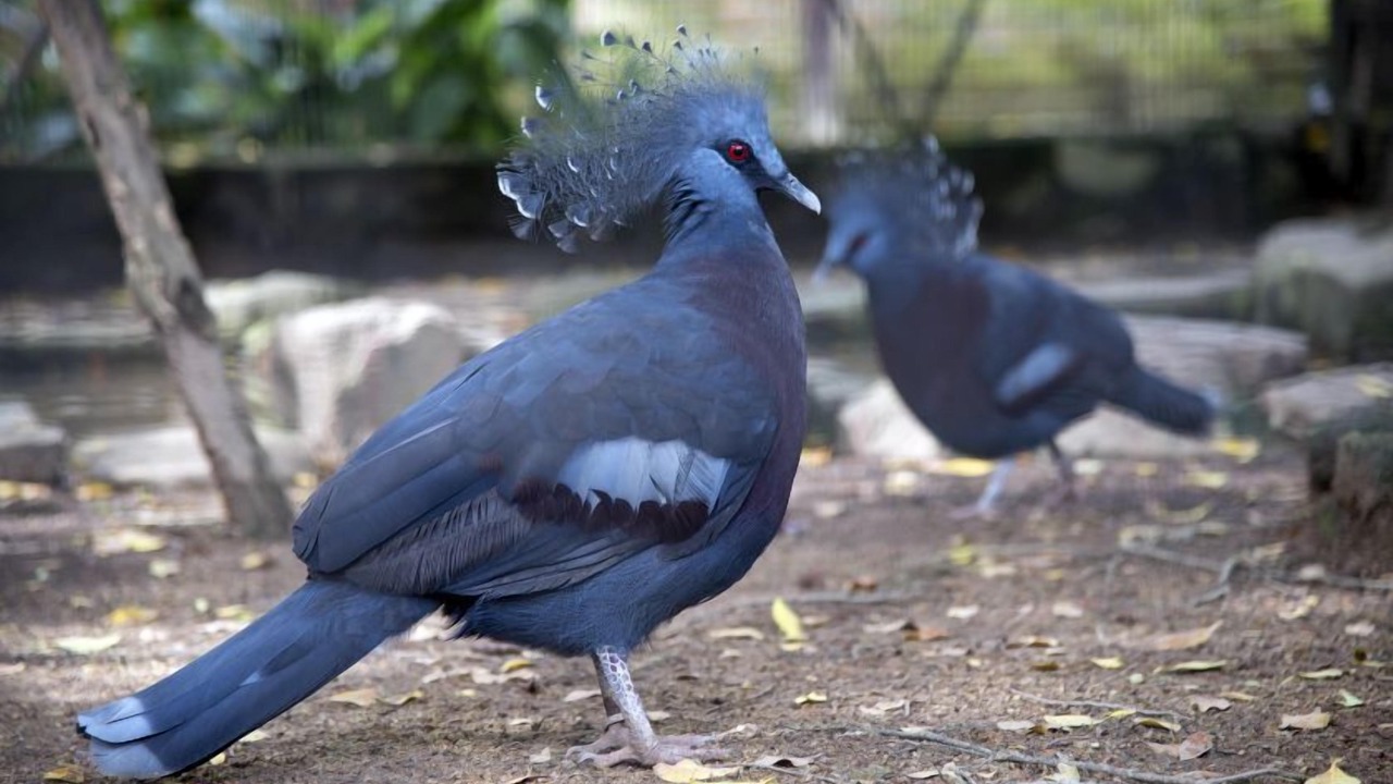 Photo of Others in Central Seberang Perai