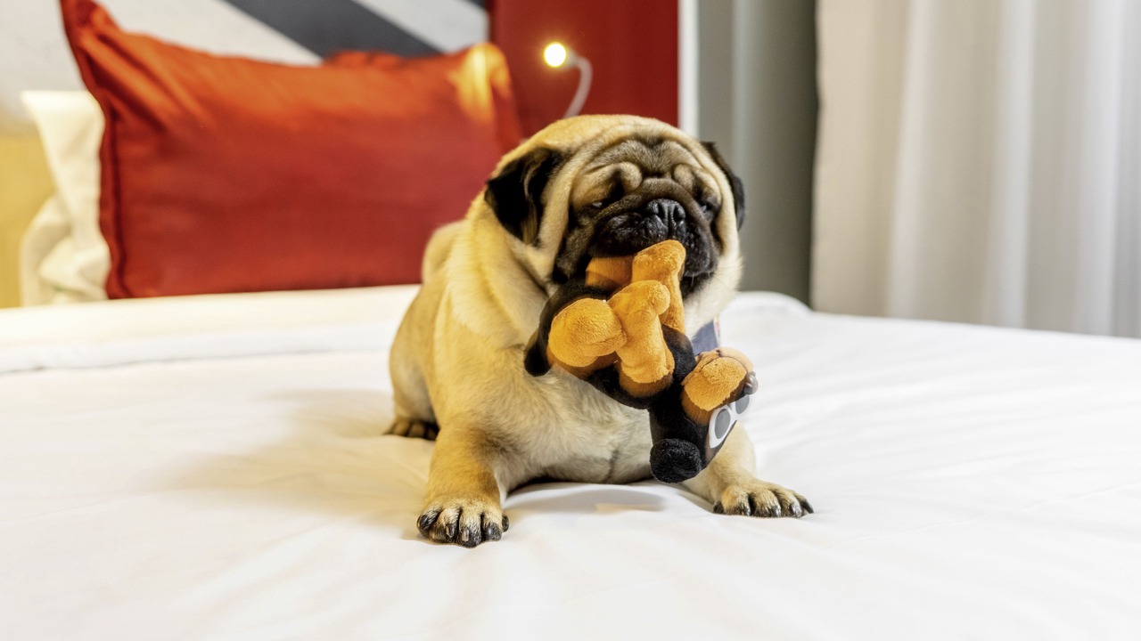 Photo of Others in Hyeres City Centre