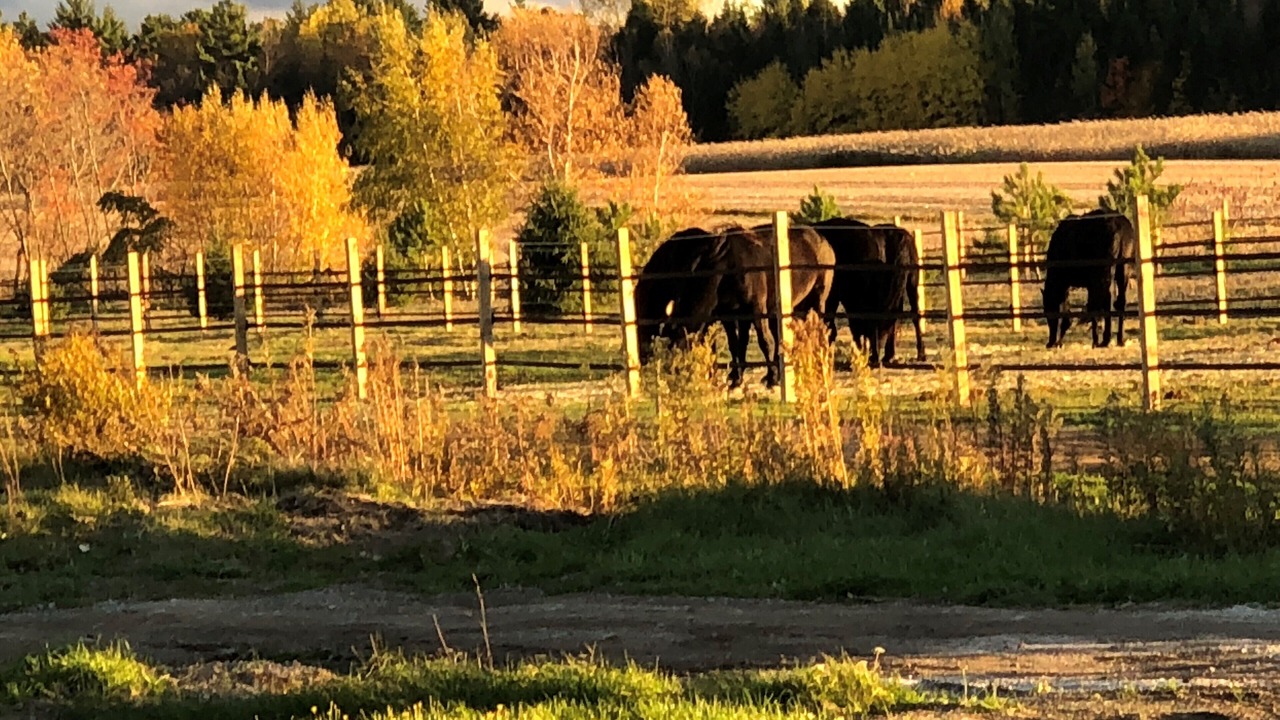 Photo of Outdoor in Becancour