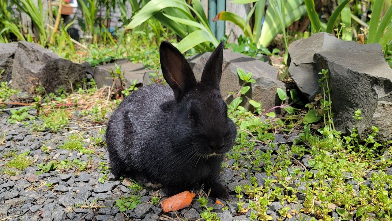 Photo of Outdoor in Tolovana Park
