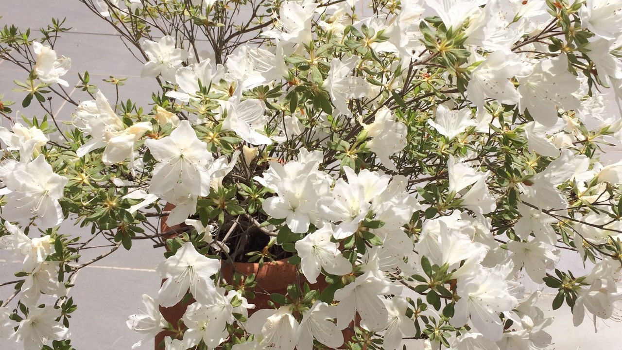 Photo of Outdoor in Albi