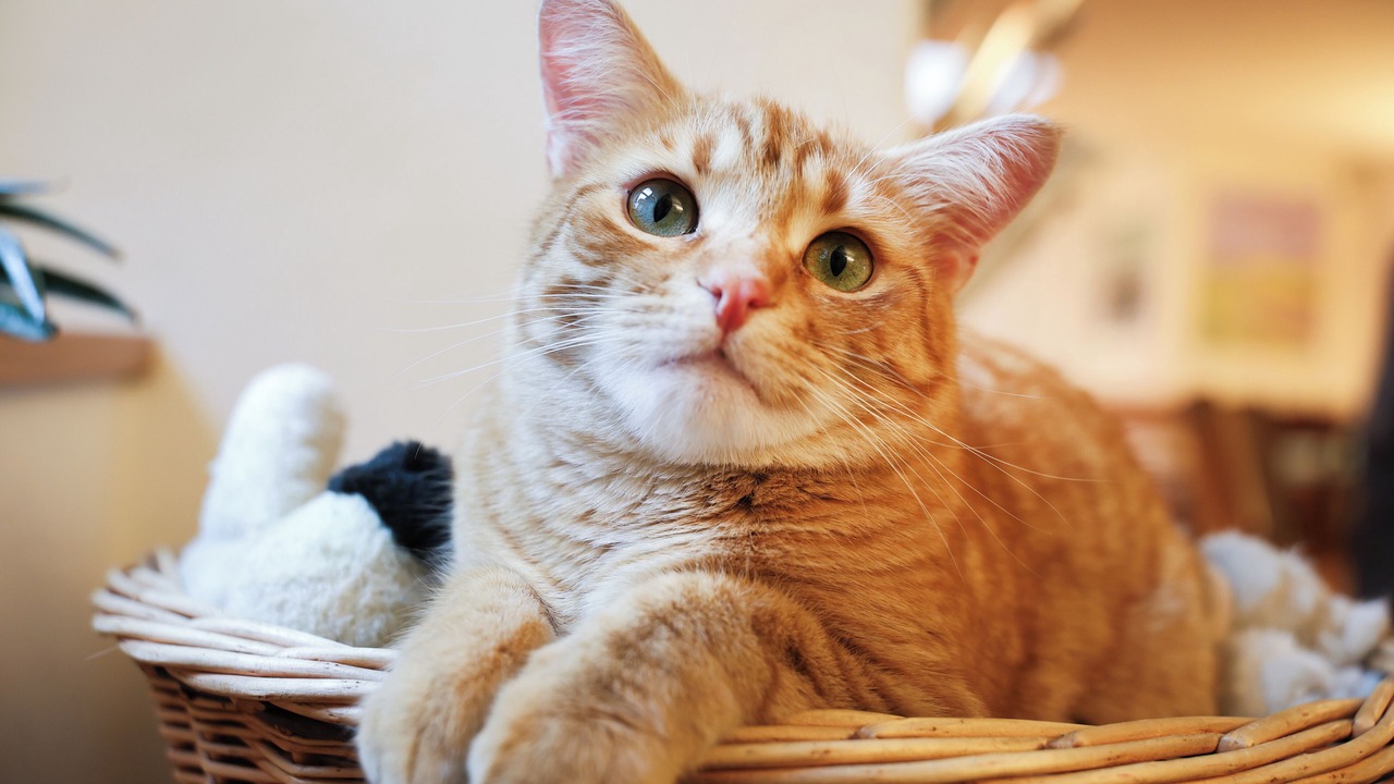 Photo of Others in Solothurn