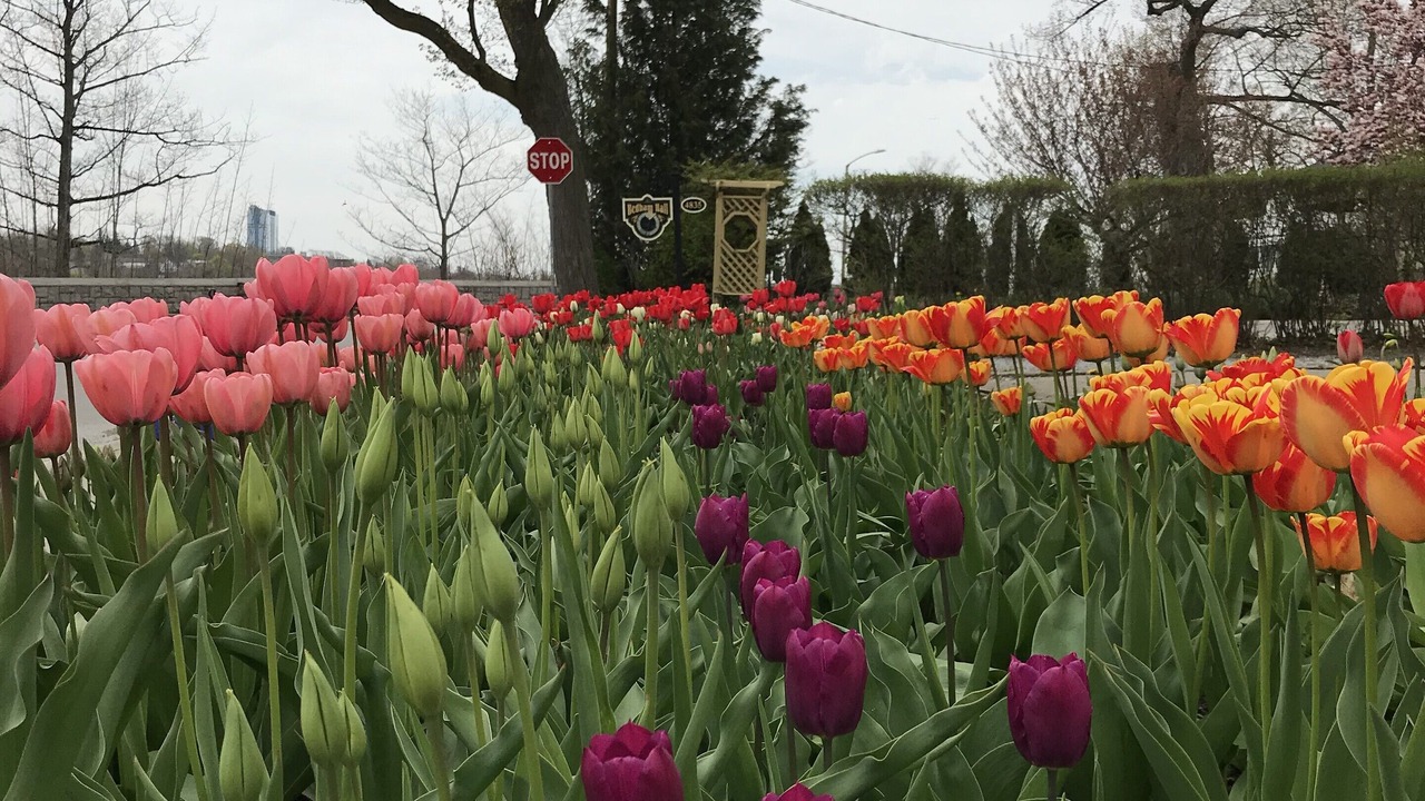 Photo of Outdoor in Niagara Falls