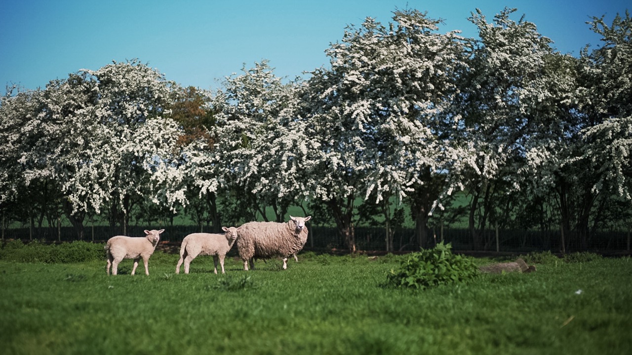 Photo of Bedroom in Christiansfeld
