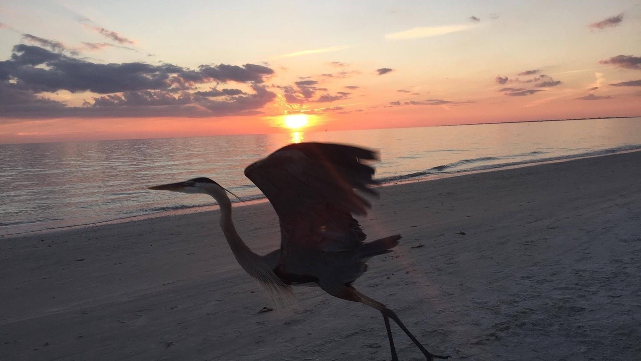 Photo of Others in Mid Island