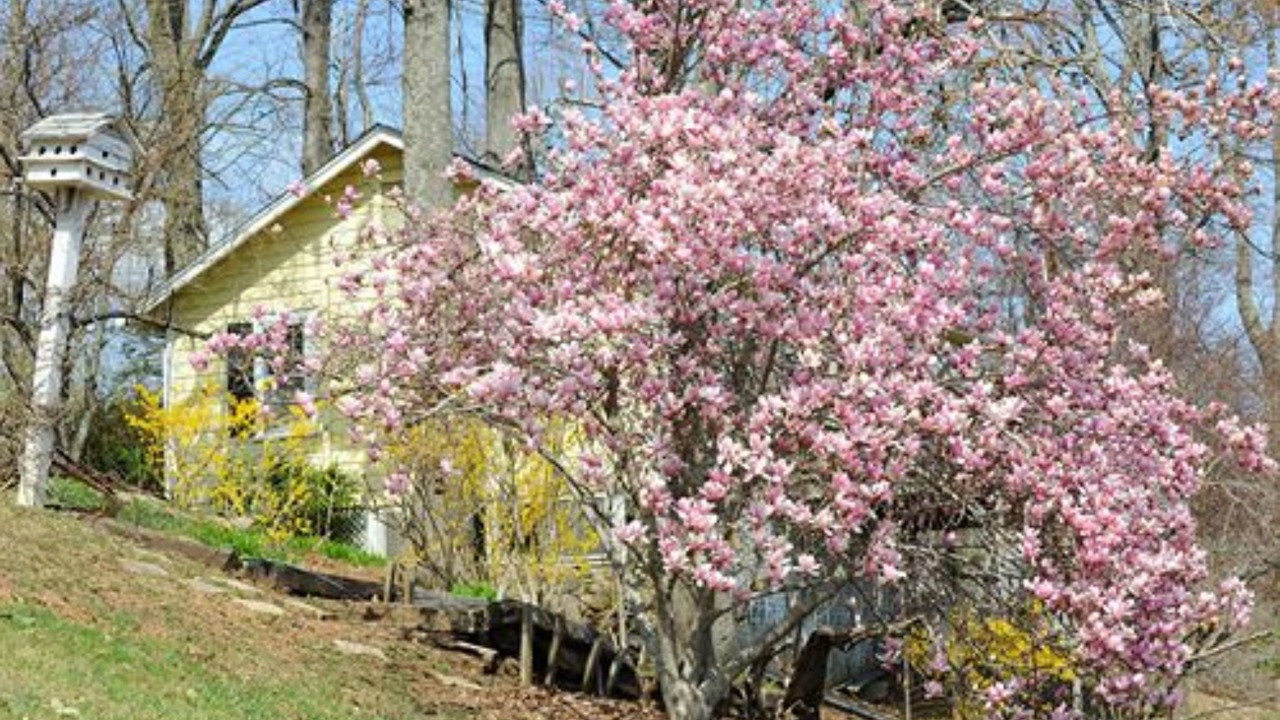 Photo of Outdoor in Saluda