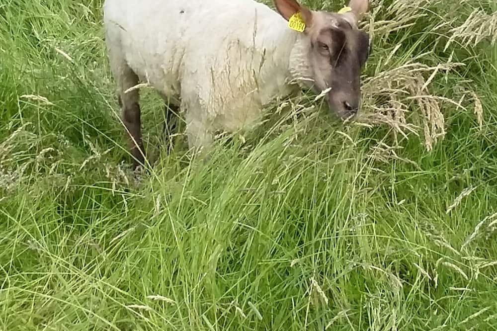 Photo of Outdoor in Vire-Normandie