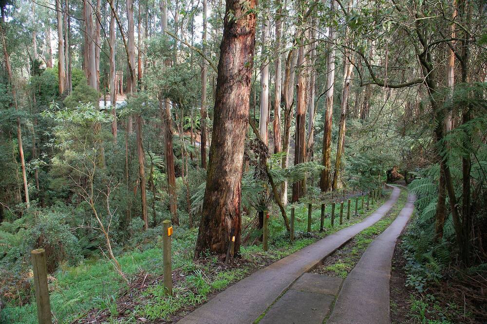 Photo of Outdoor in Mount Dandenong