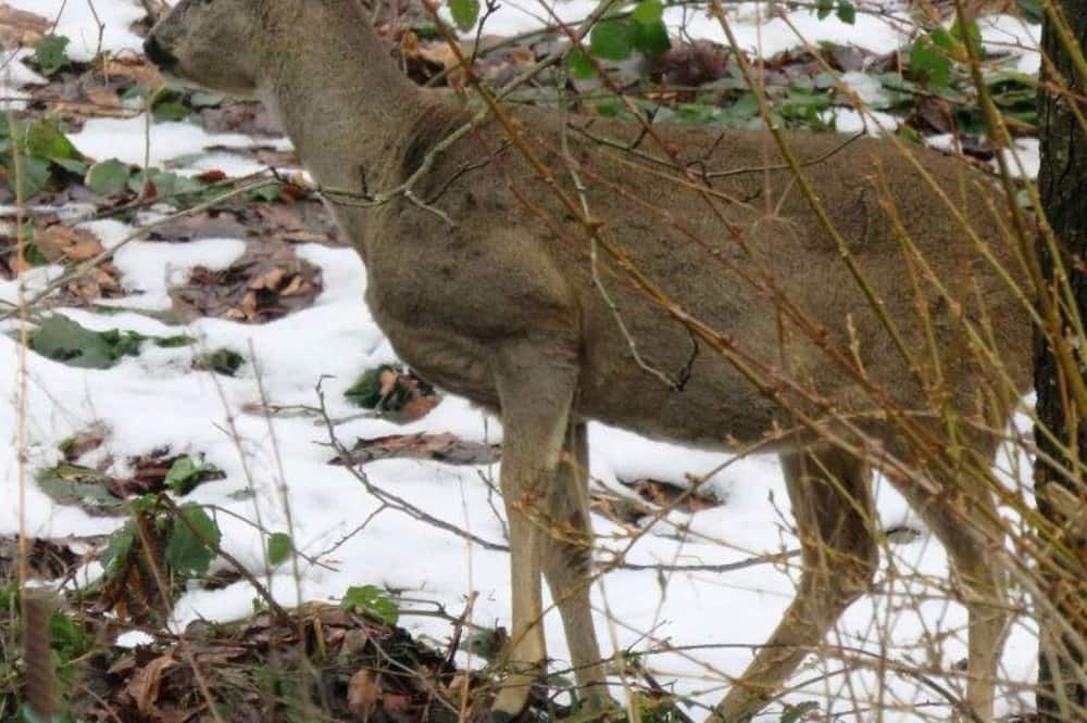 Photo of Outdoor in Lubine