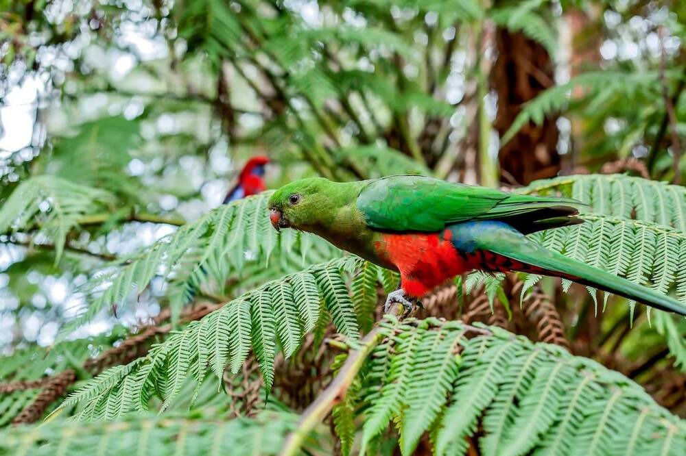 Photo of Outdoor in Mount Dandenong