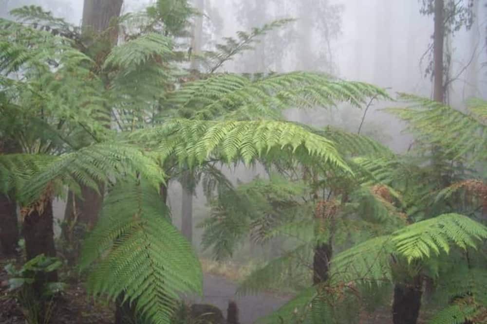 Photo of Outdoor in Mount Dandenong
