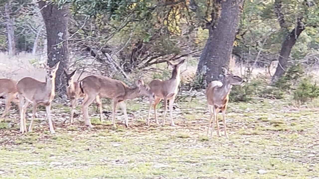 Photo of Outdoor in Boerne