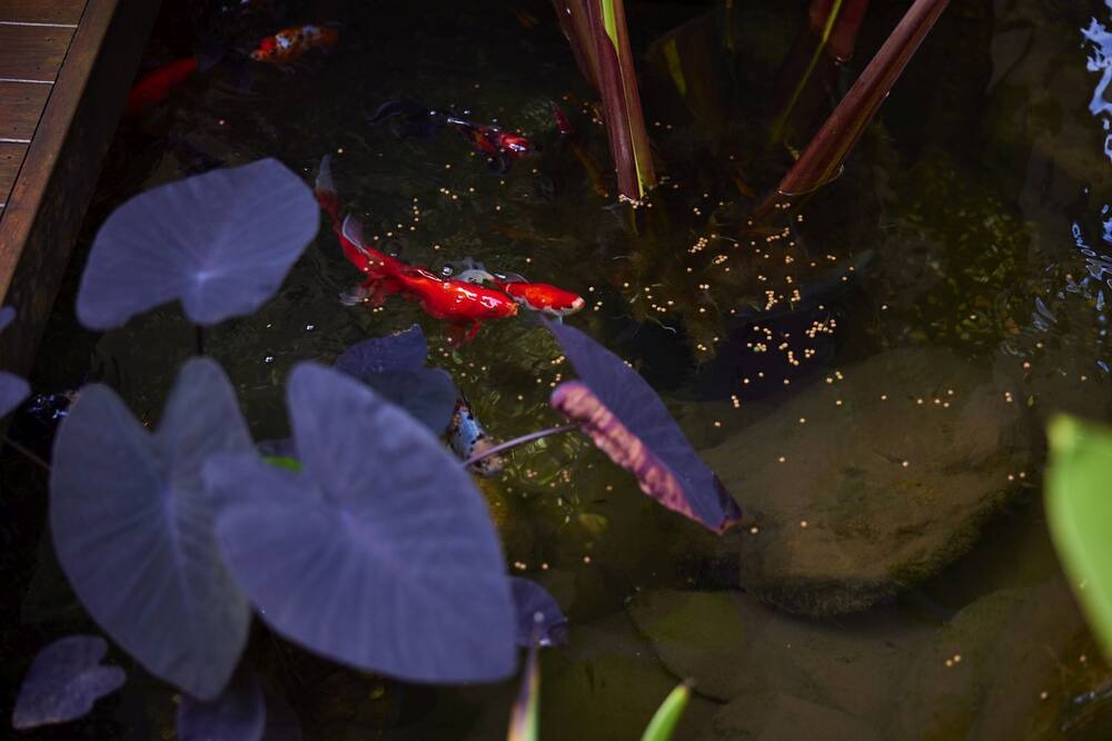Photo of Outdoor in Kuranda