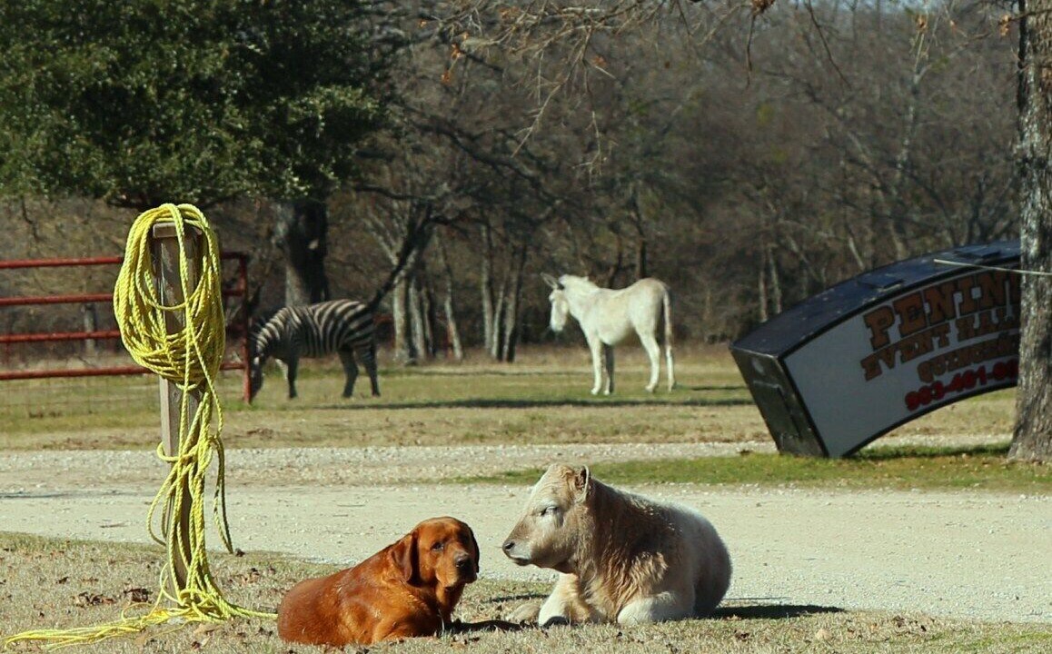 Photo of Outdoor in Quinlan