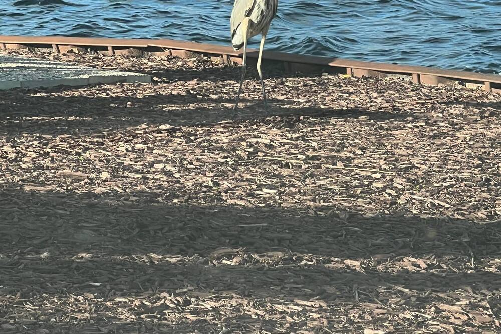 Photo of Others in Lake Orion