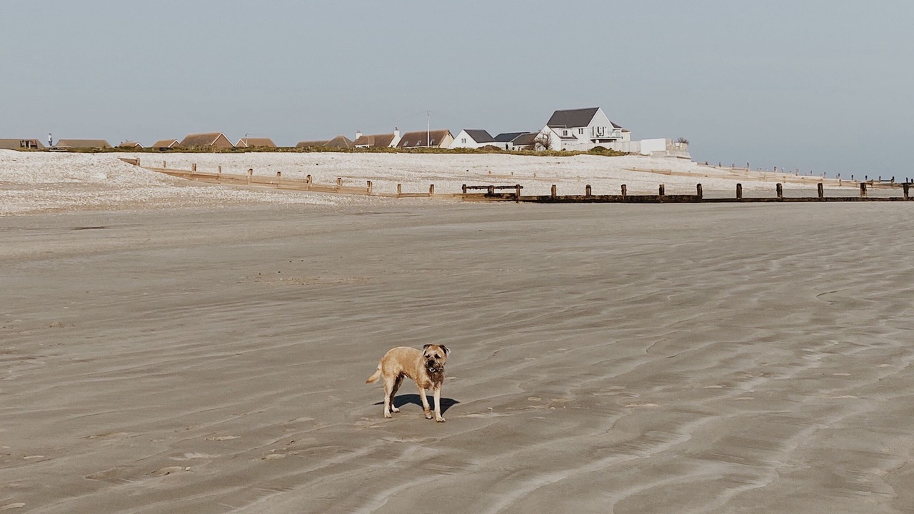 Photo of Others in Selsey