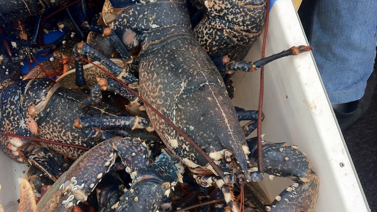 Photo of Others in Pouldreuzic