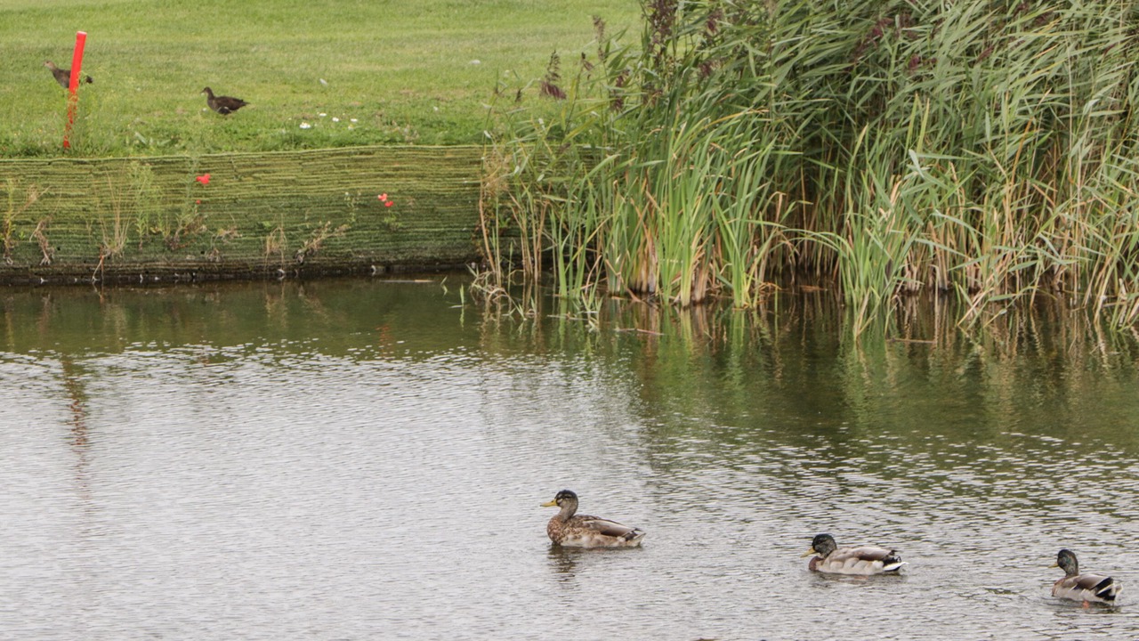 Photo of Others in Brean