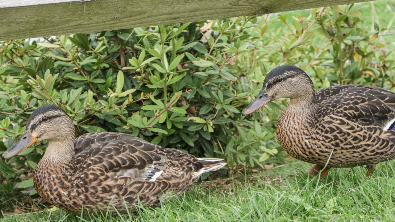 Photo of Others in Brean