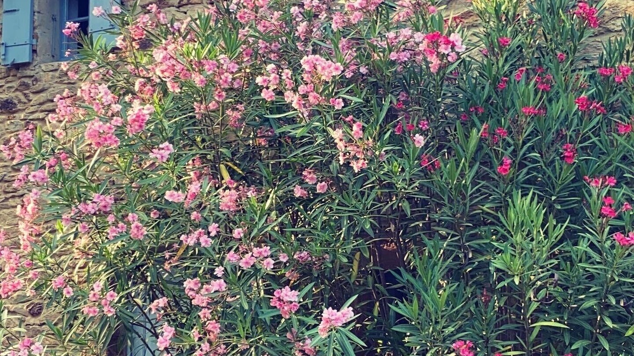 Photo of Outdoor in Saint-Andre-d'Olerargues
