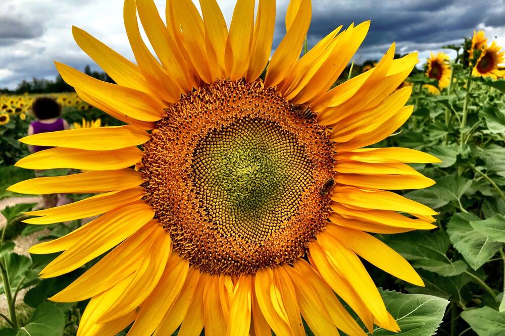 Photo of Outdoor in Meauzac