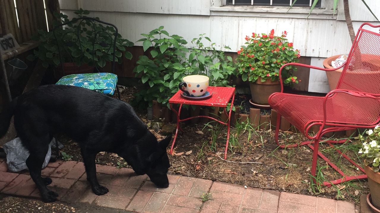 Photo of Outdoor in Garden Oaks