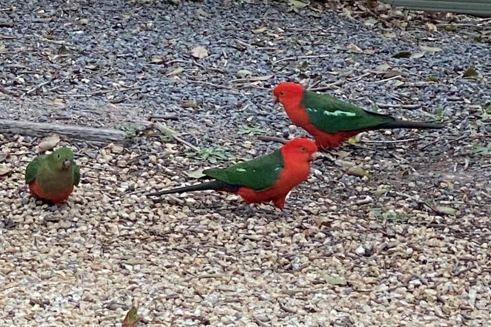 Photo of Others in Scone