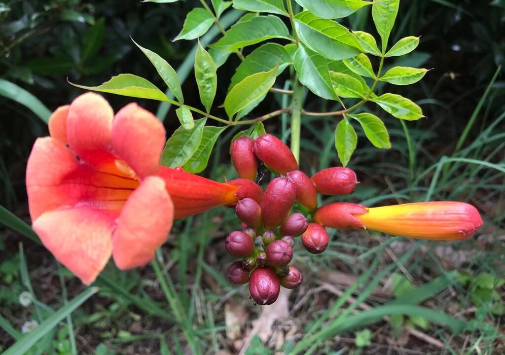 Photo of Outdoor in North Chattanooga