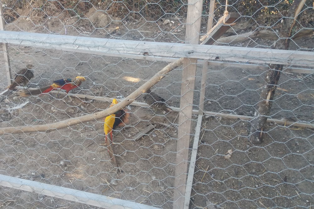 Photo of Others in Dompierre-les-Eglises