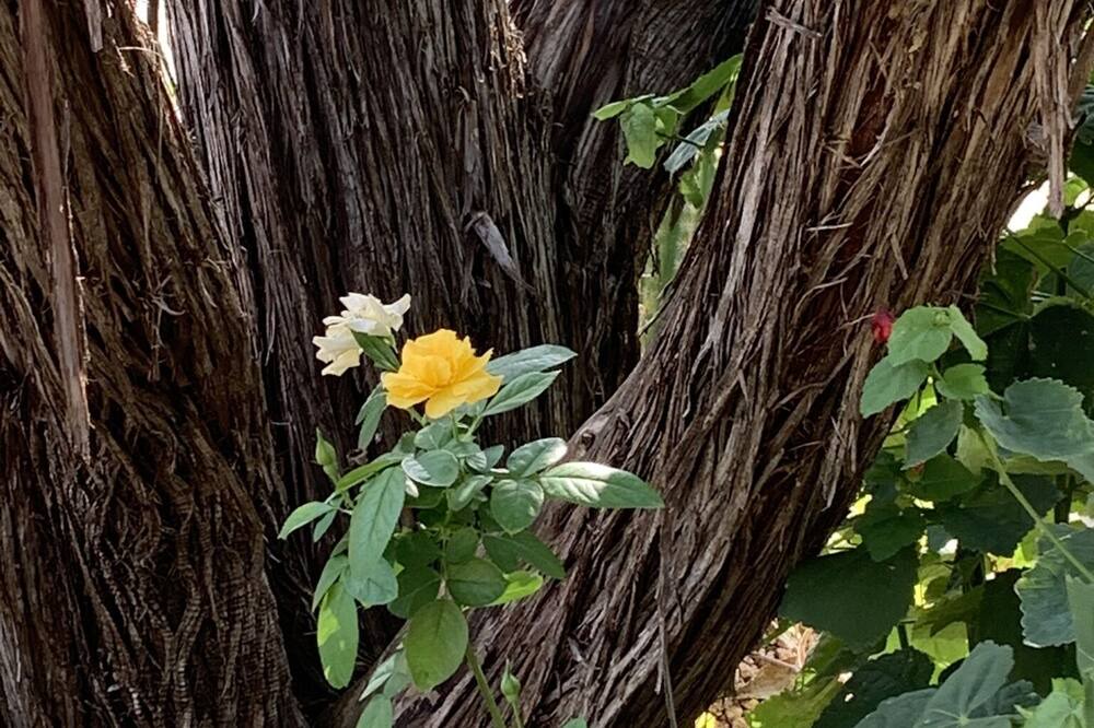 Photo of Outdoor in Blanco