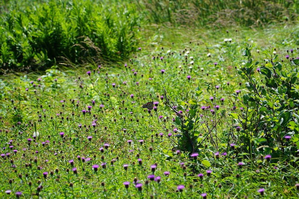 Photo of Outdoor in Renews-Cappahayden