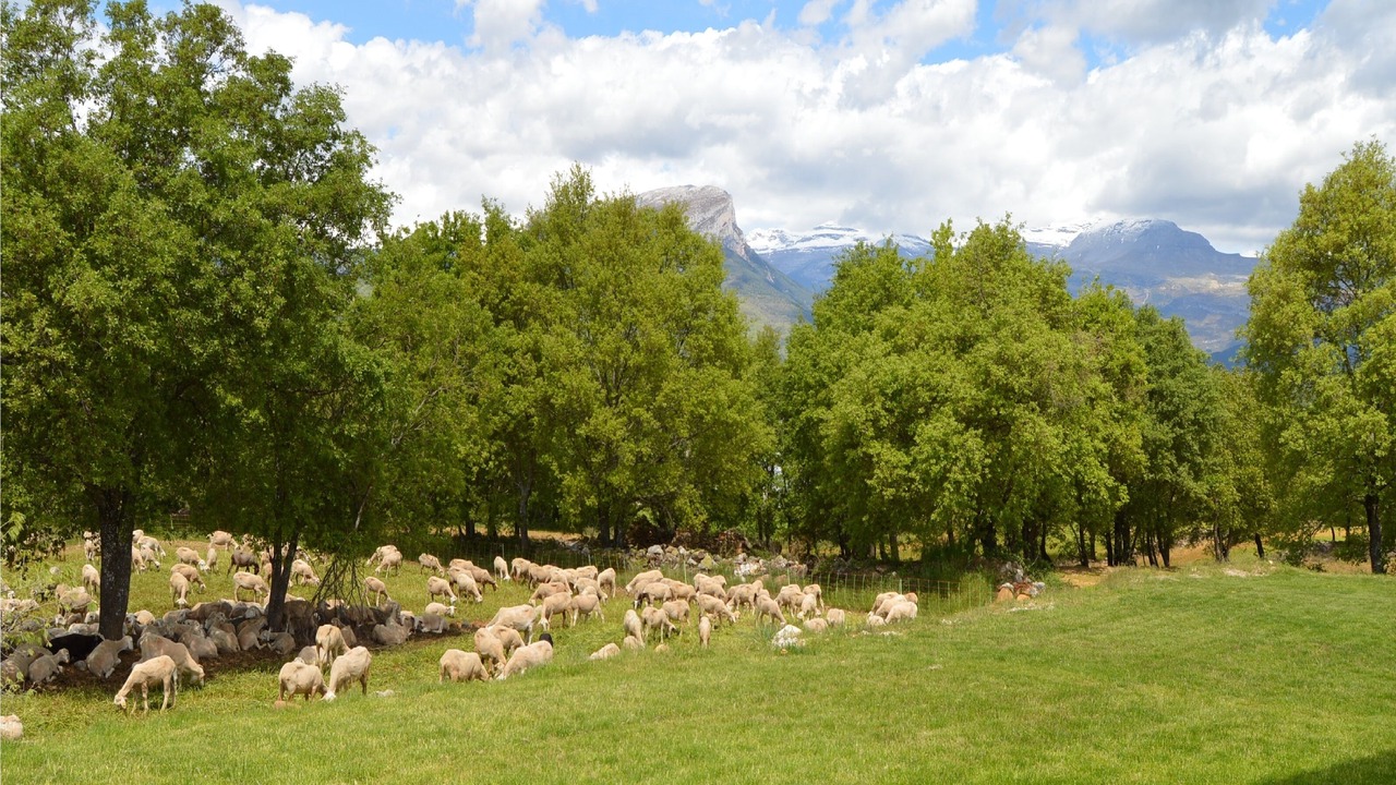 Photo of Others in Laspuna