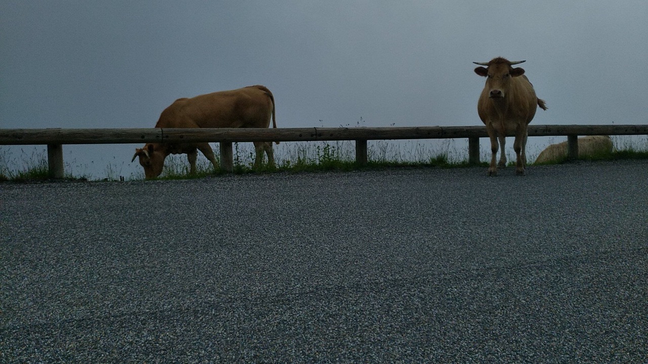 Photo of Others in Bagneres-de-Luchon